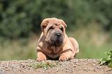 SHAR-PEI 829